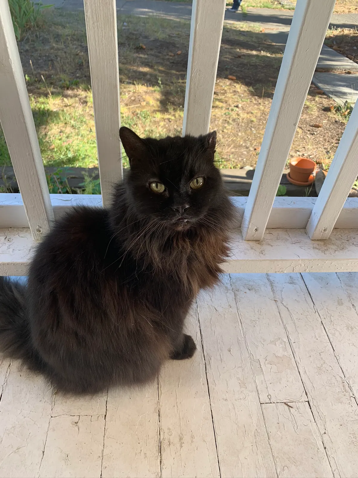 Lost cat in Spokane, WA, 99201