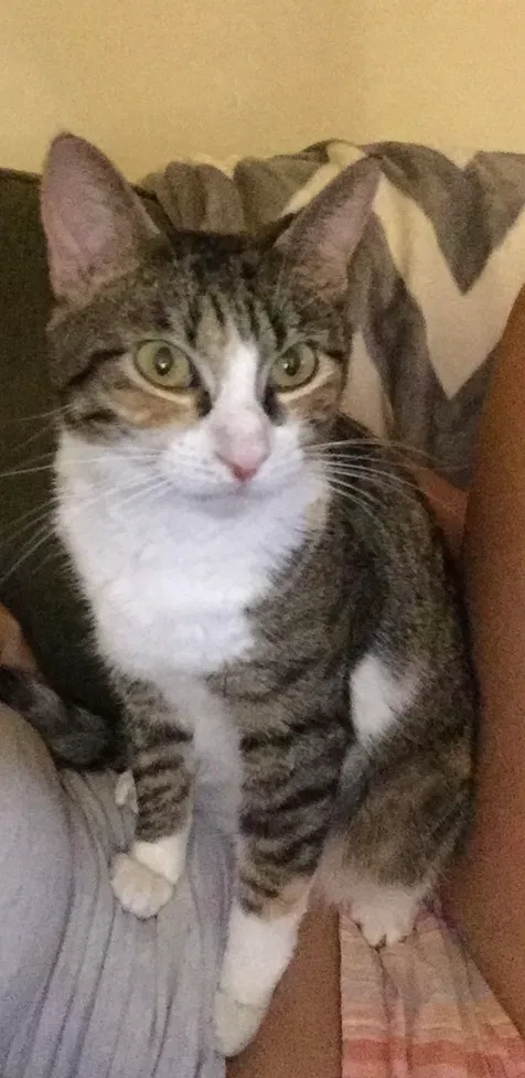 Lost cat in Lebanon, PA, 17042