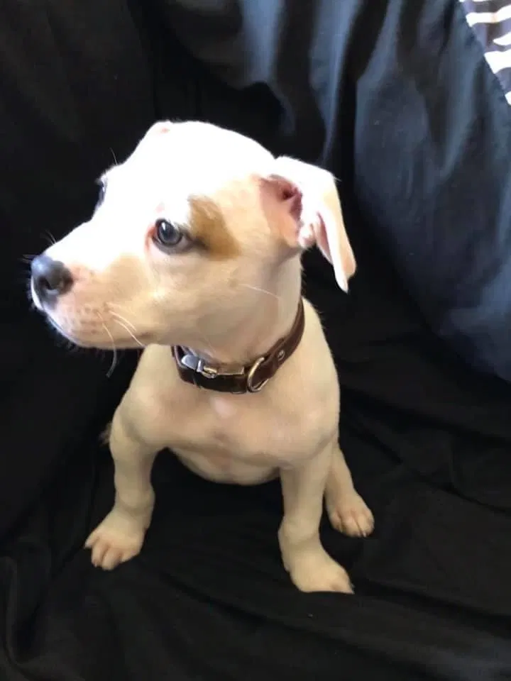 Lost dog in Milton, FL, 32570