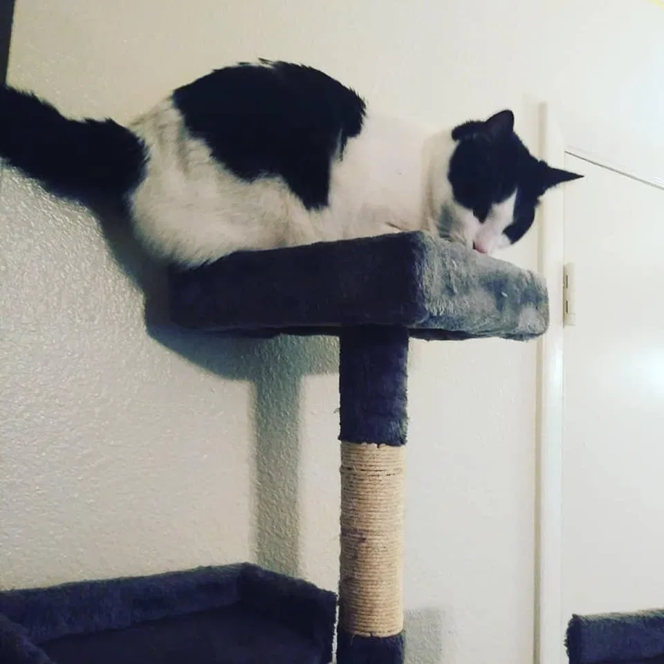 Lost cat in Phoenix, AZ, 85015