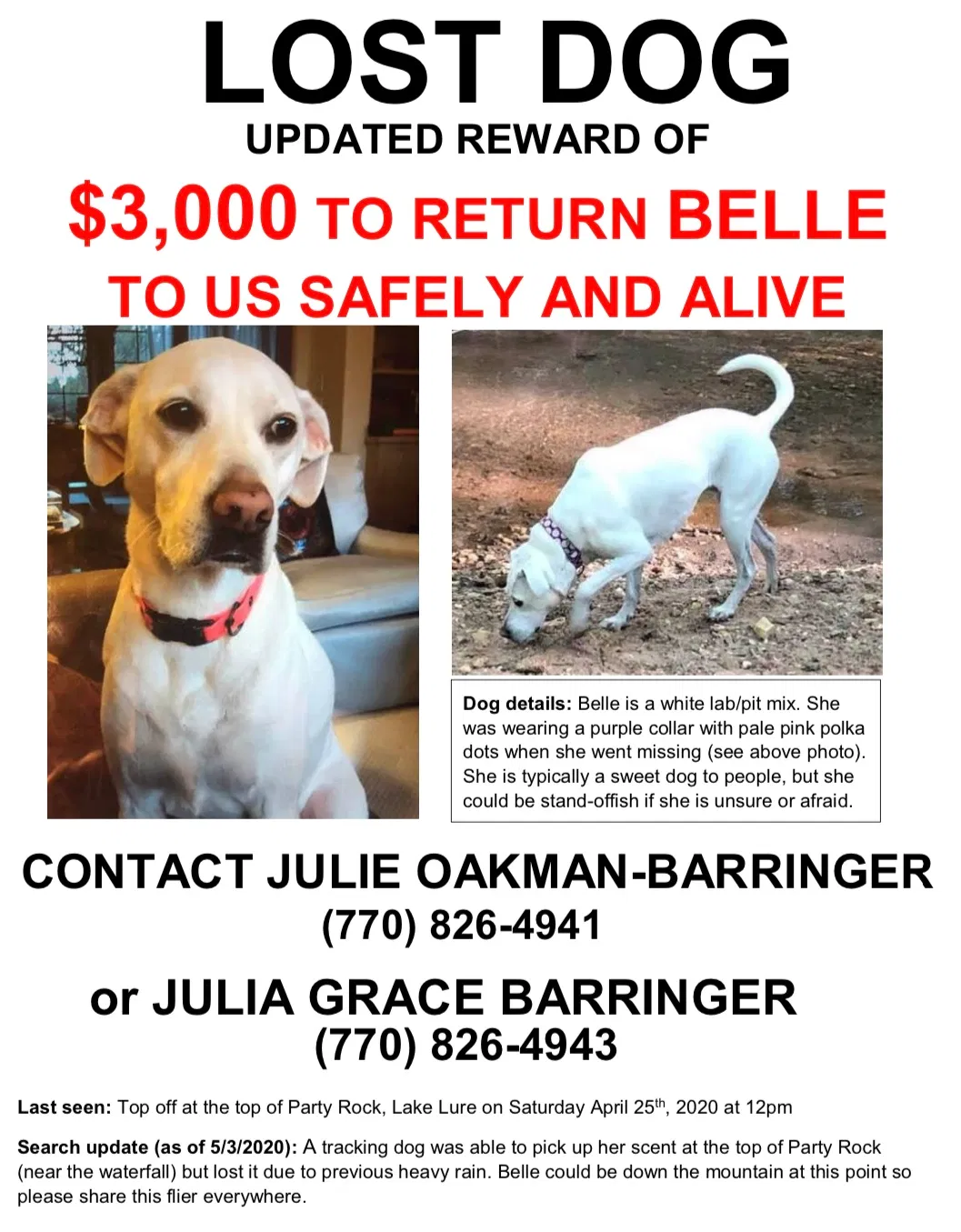 Lost dog in Lake Lure, NC, 28746