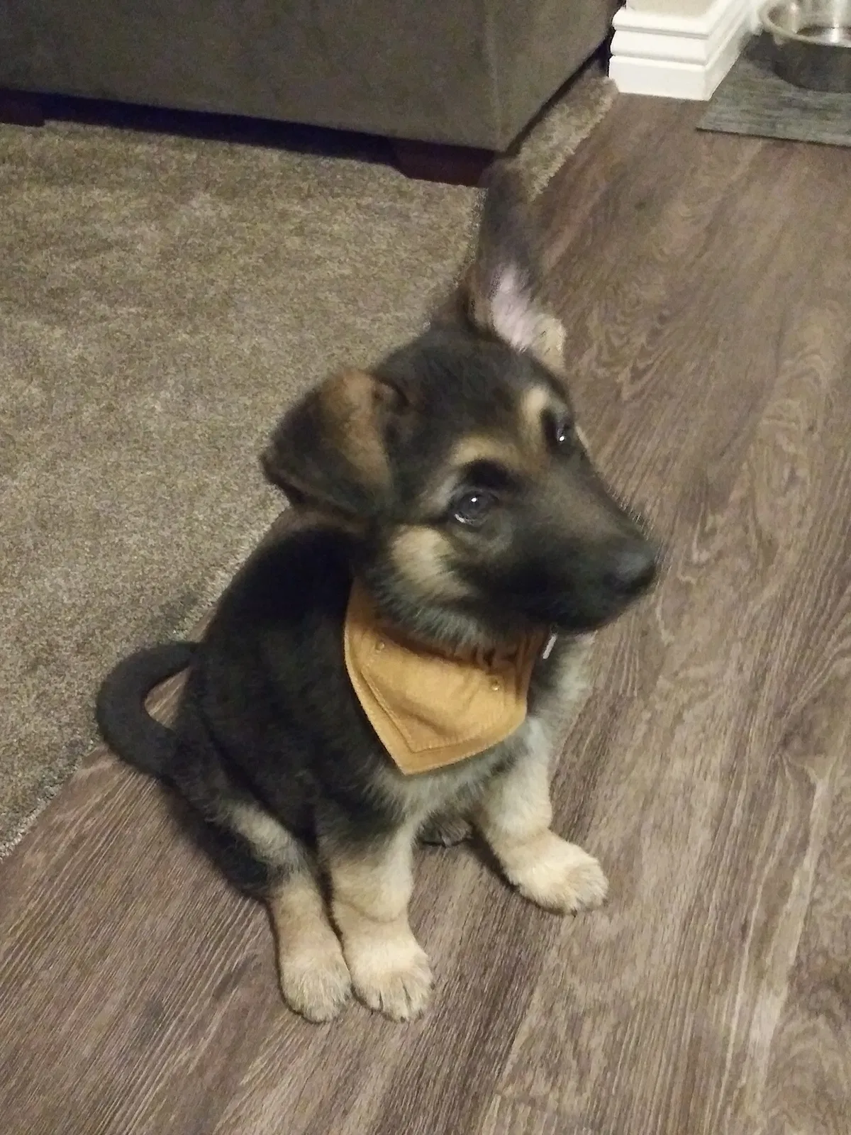 Lost dog in Glendale, AZ, 85308
