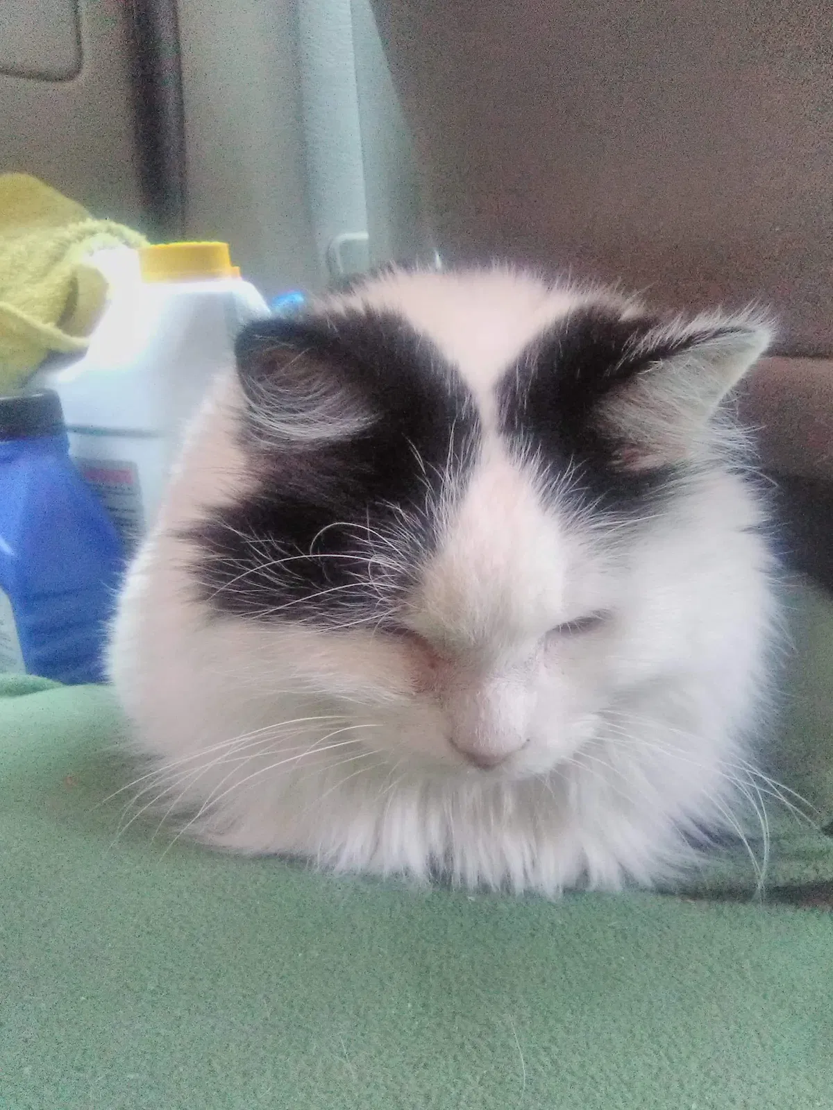 Lost cat in Andover, MN, 55304