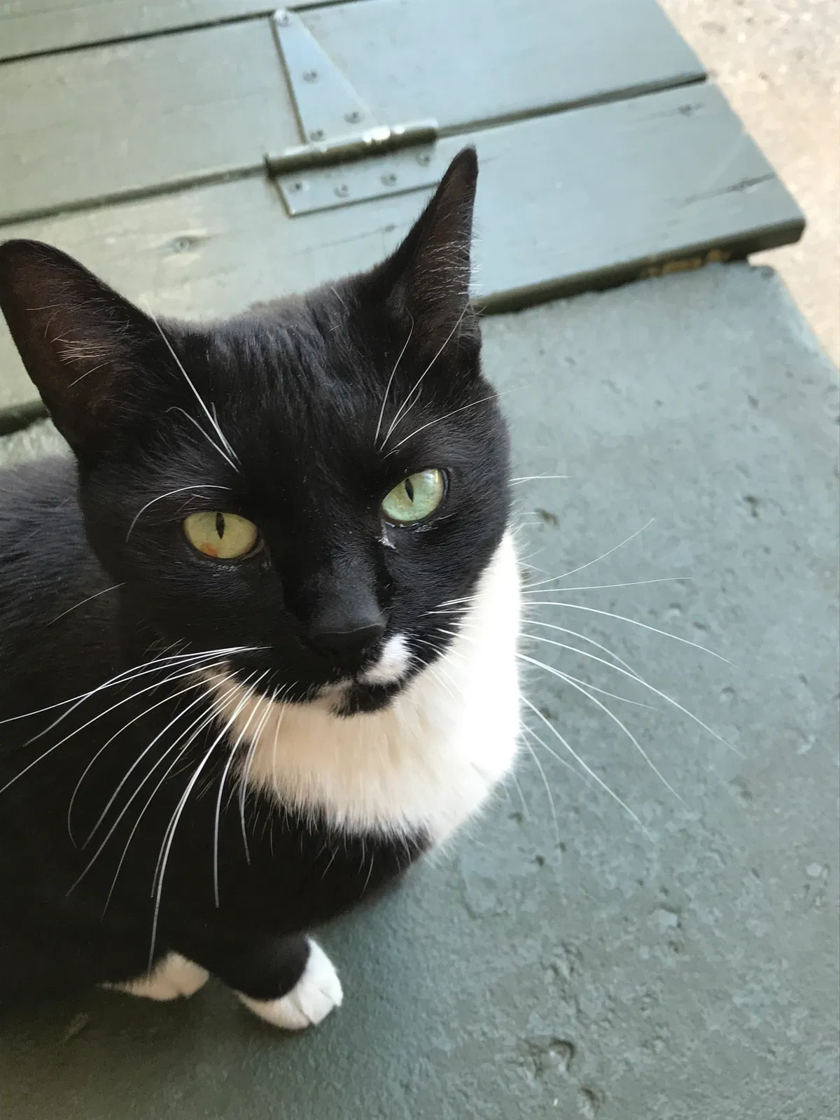 Found cat in Mechanicsburg, PA, 17055