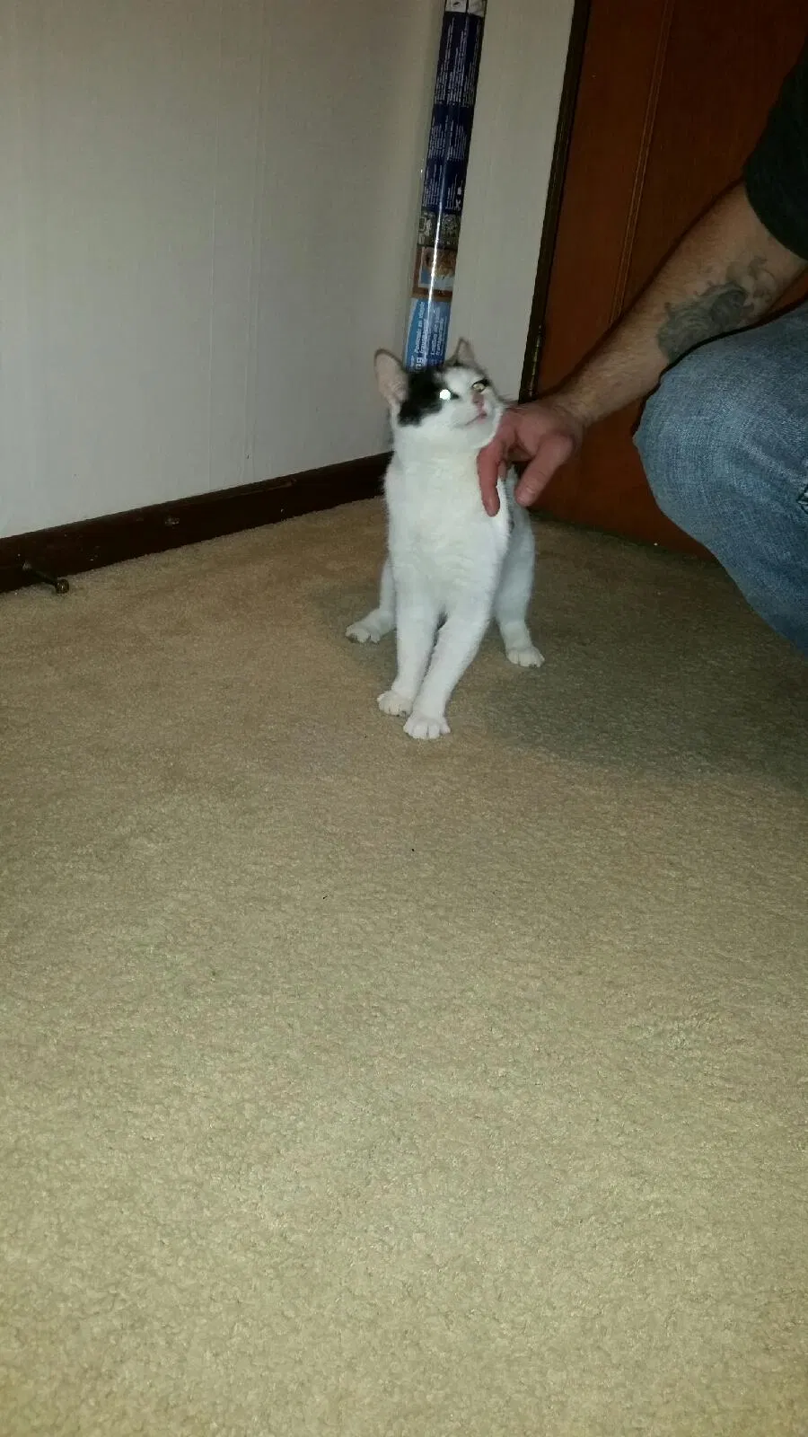 Lost cat in Neenah, WI, 54956