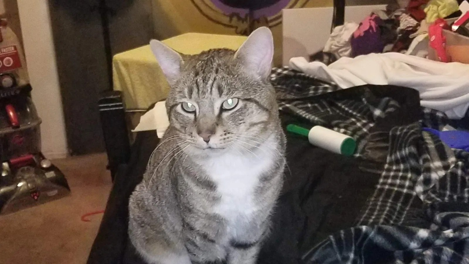 Lost cat in Portland, OR, 97223