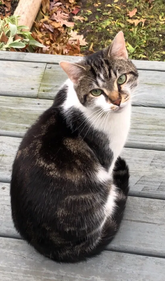 Lost cat in Fort Wayne, IN, 46805