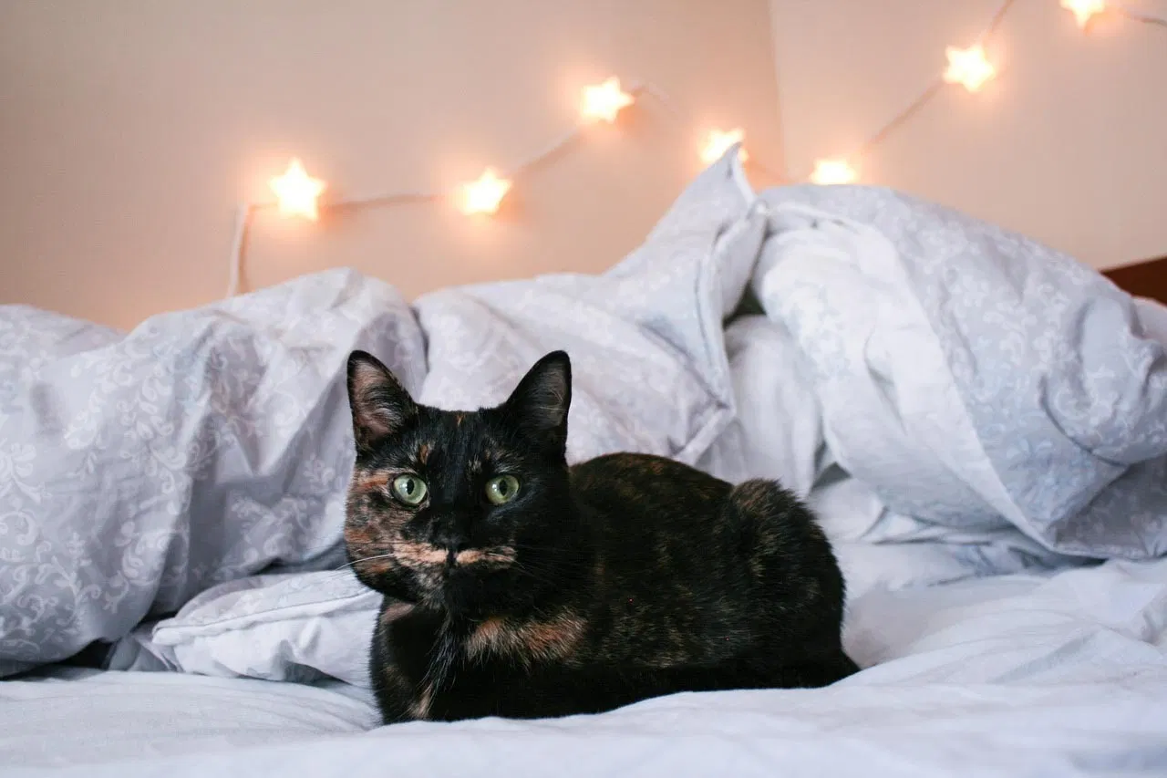 Lost cat in Chapel Hill, NC, 27517