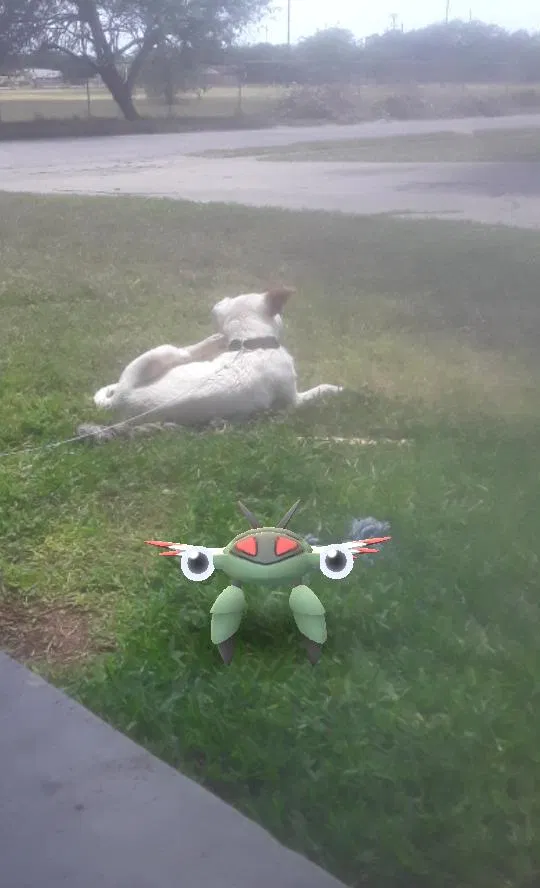 Found dog in Corpus Christi, TX, 78411