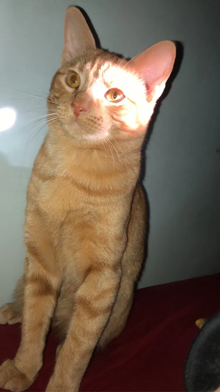 Lost cat in Minneapolis, MN, 55411