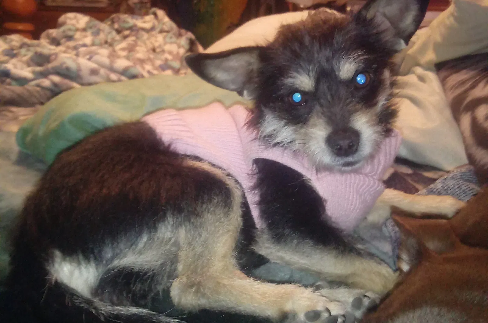 Lost dog in Indian Springs, NV, 89018