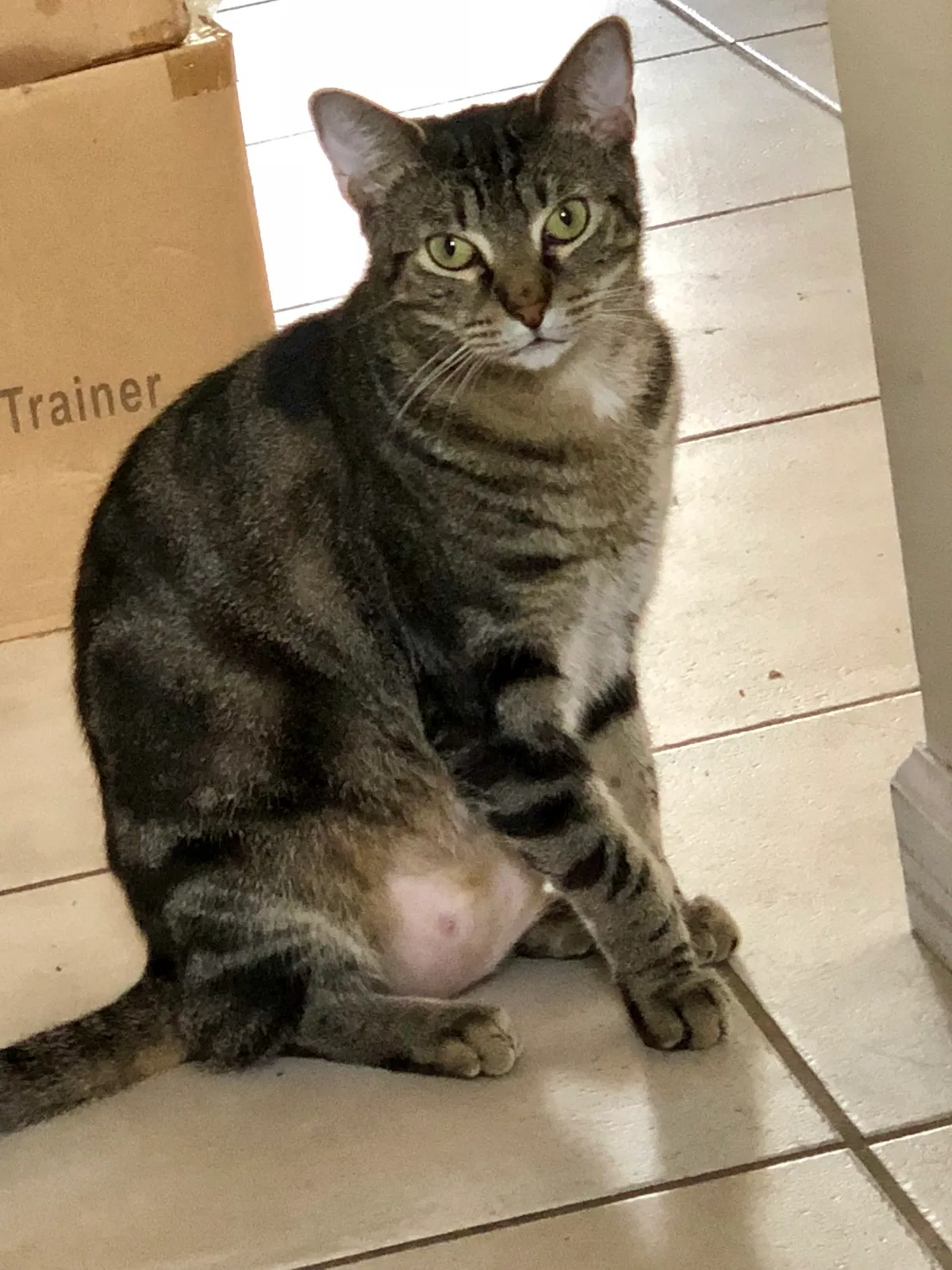 Lost cat in Hollywood, FL, 33020