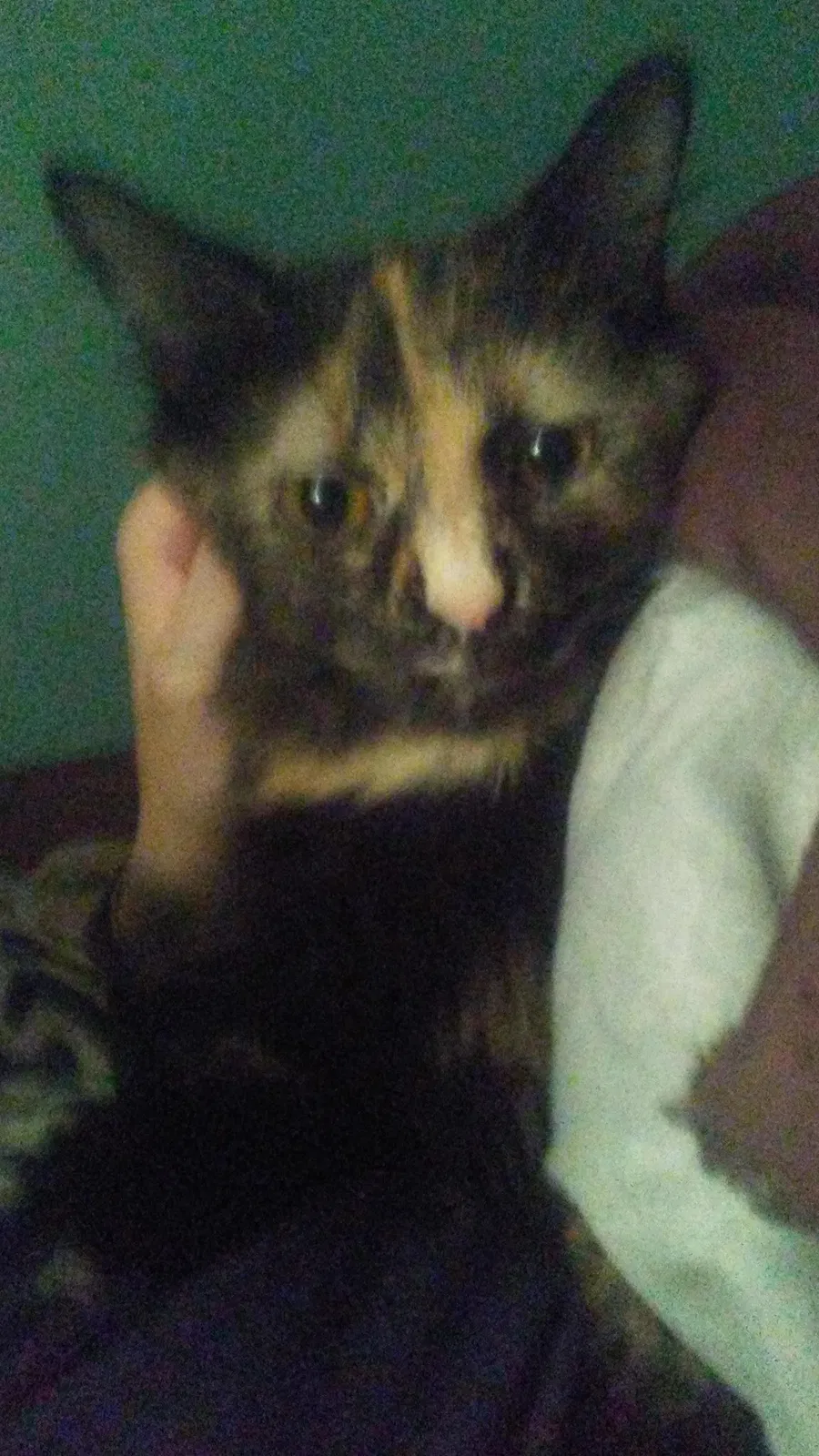 Lost cat in Louisville, KY, 40241