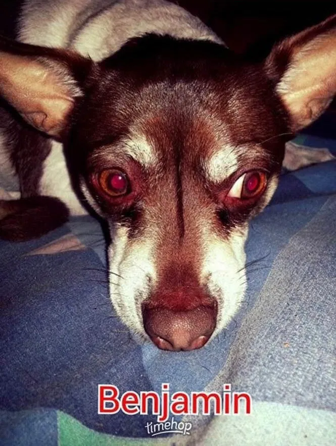 Lost dog in Orlando, FL, 32807