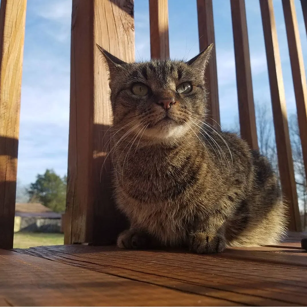 Lost cat in Statesville, NC, 28625
