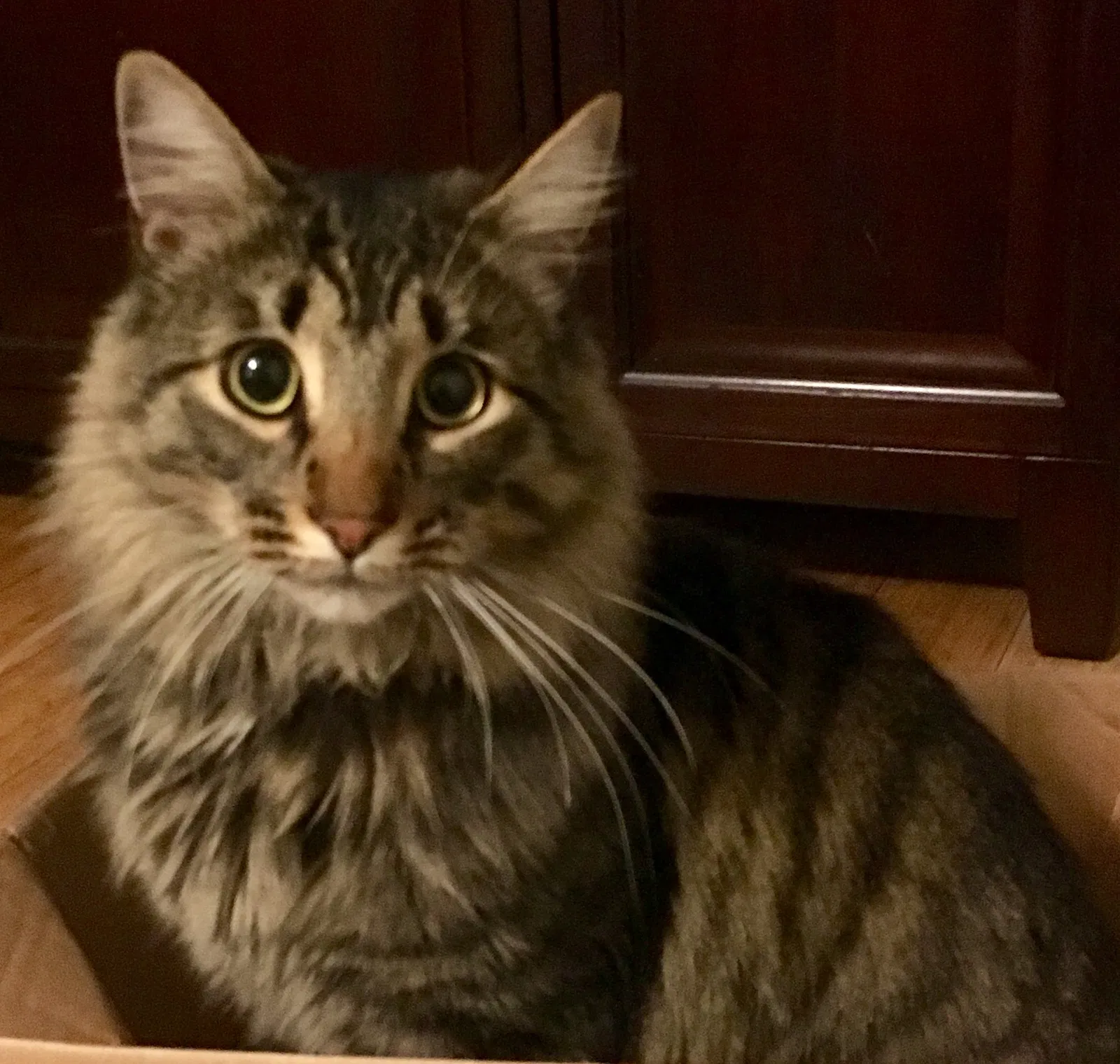 Lost cat in South Windsor, CT, 6074