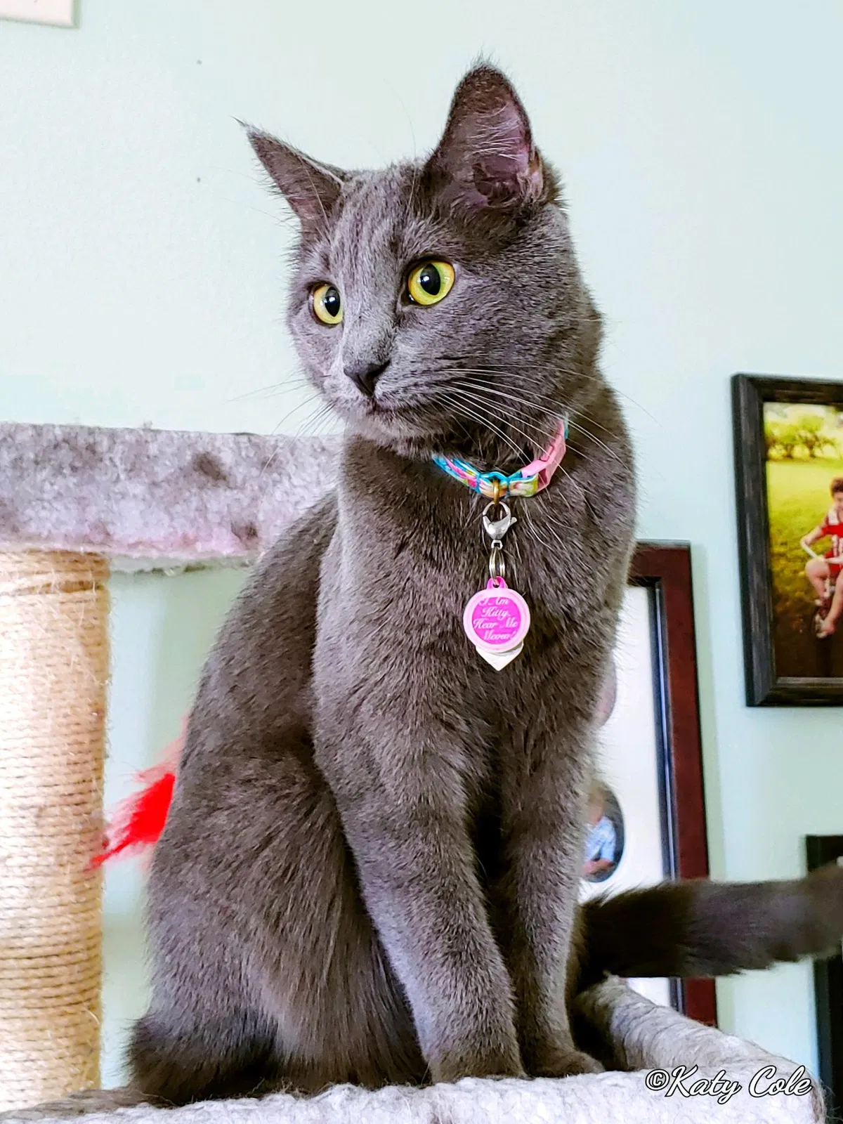 Lost cat in West Des Moines, IA, 50266