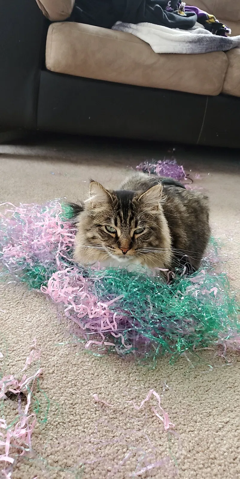 Lost cat in Minneapolis, MN, 55444