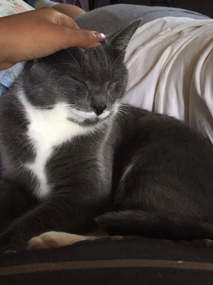 Lost cat in Springfield, OH, 45506