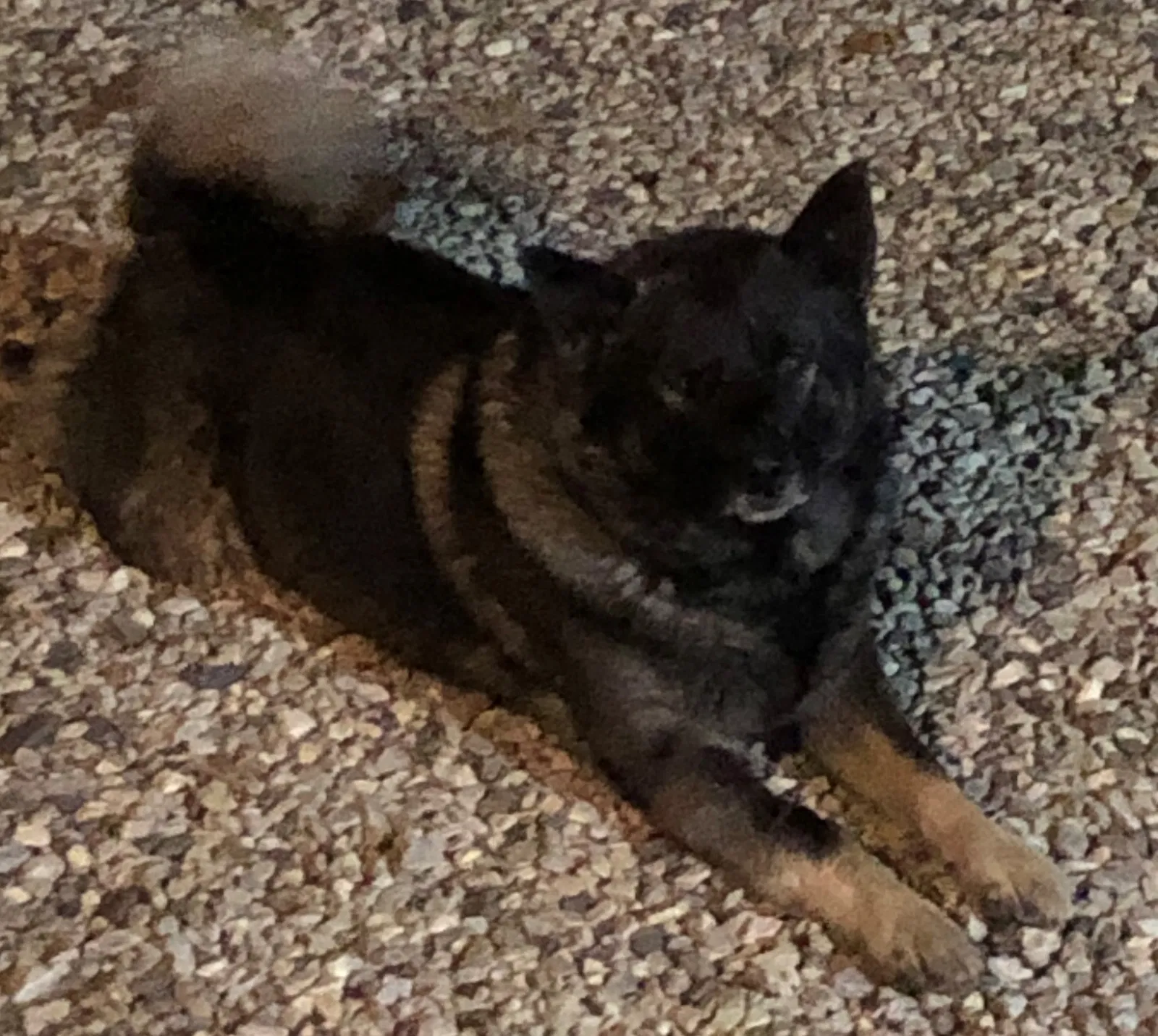 Lost dog in Robbinsville, NC, 28771