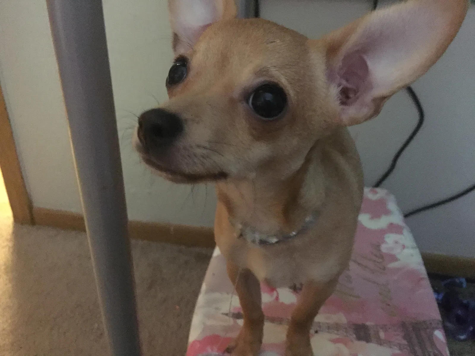 Lost dog in Columbus, OH, 43228