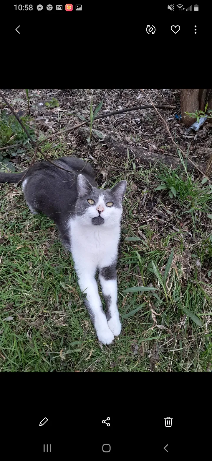 Lost cat in Lorain, OH, 44052