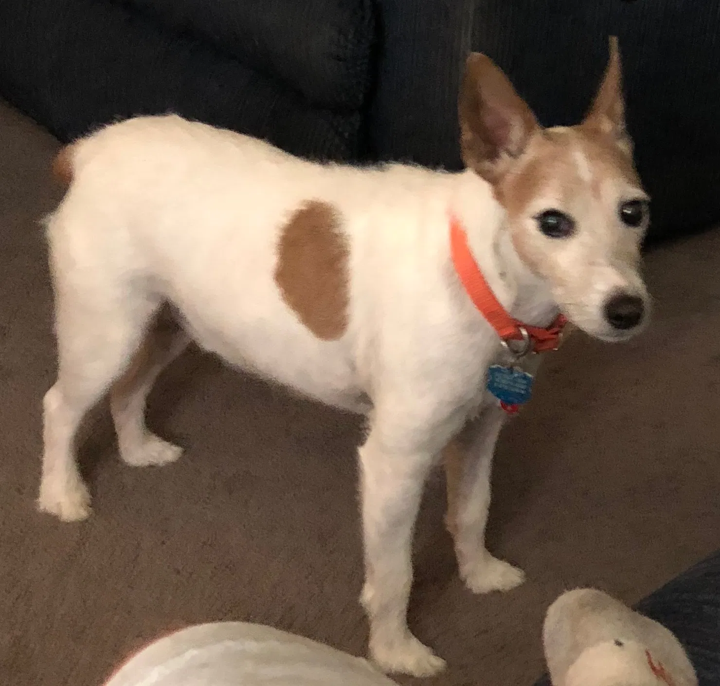 Lost dog in Milford, OH, 45150
