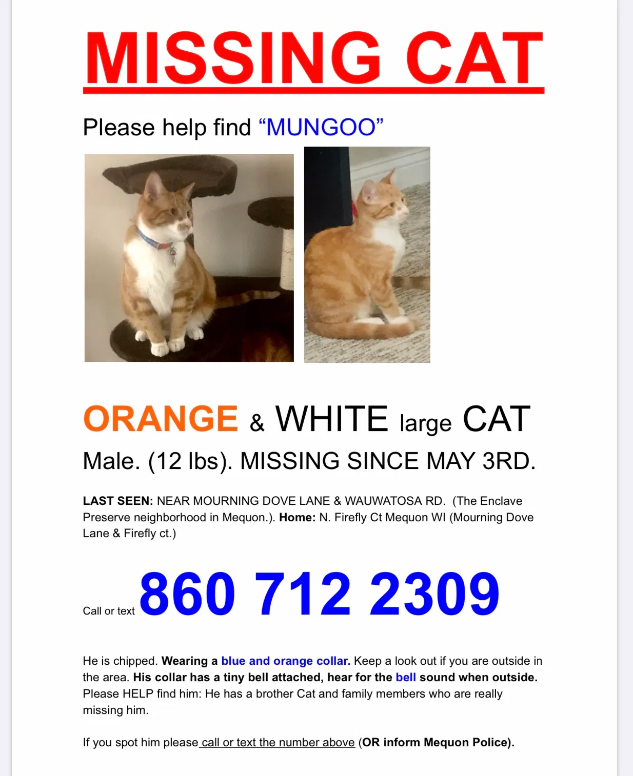 Lost cat in Mequon, WI, 53097
