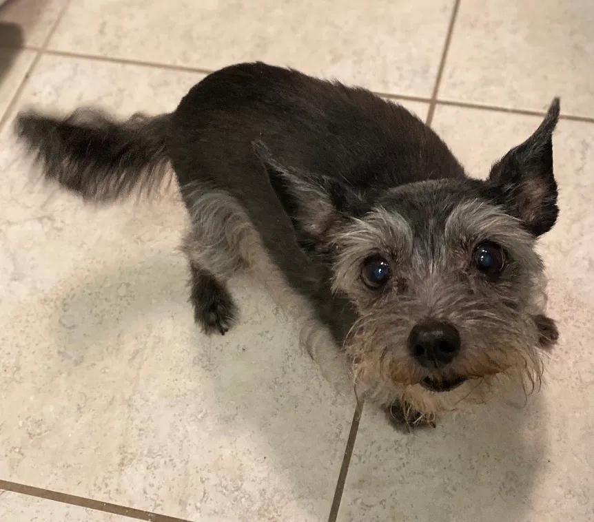 Lost dog in North Richland Hills, TX, 76182