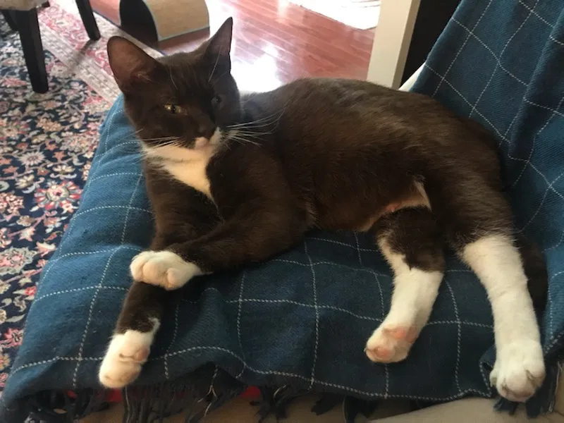Lost cat in Bala Cynwyd, PA, 19004