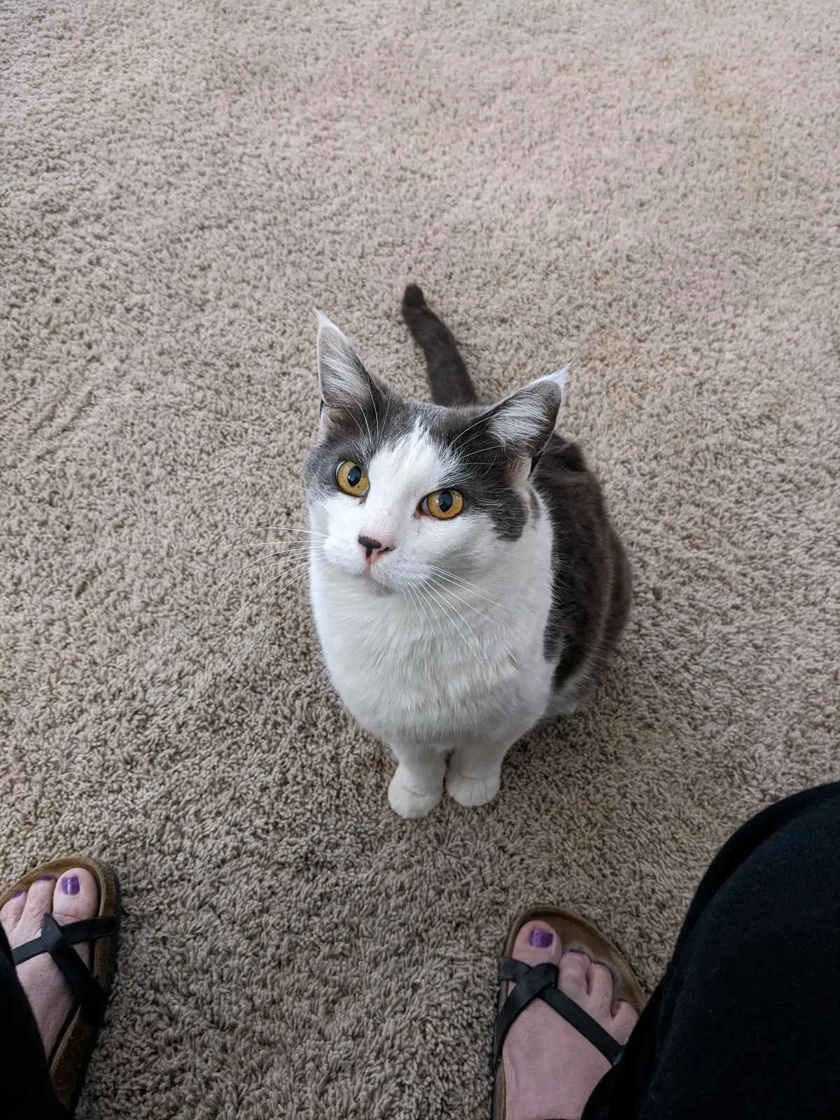 Lost cat in Phoenix, AZ, 85027