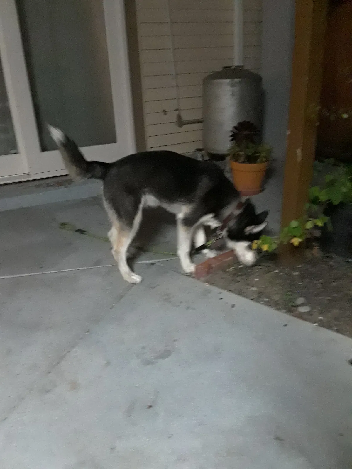 Lost dog in Hayward, CA, 94541