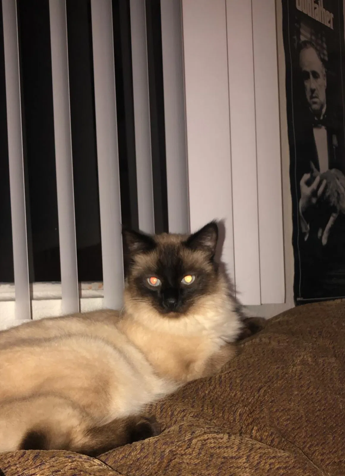 Lost cat in El Cajon, CA, 92019