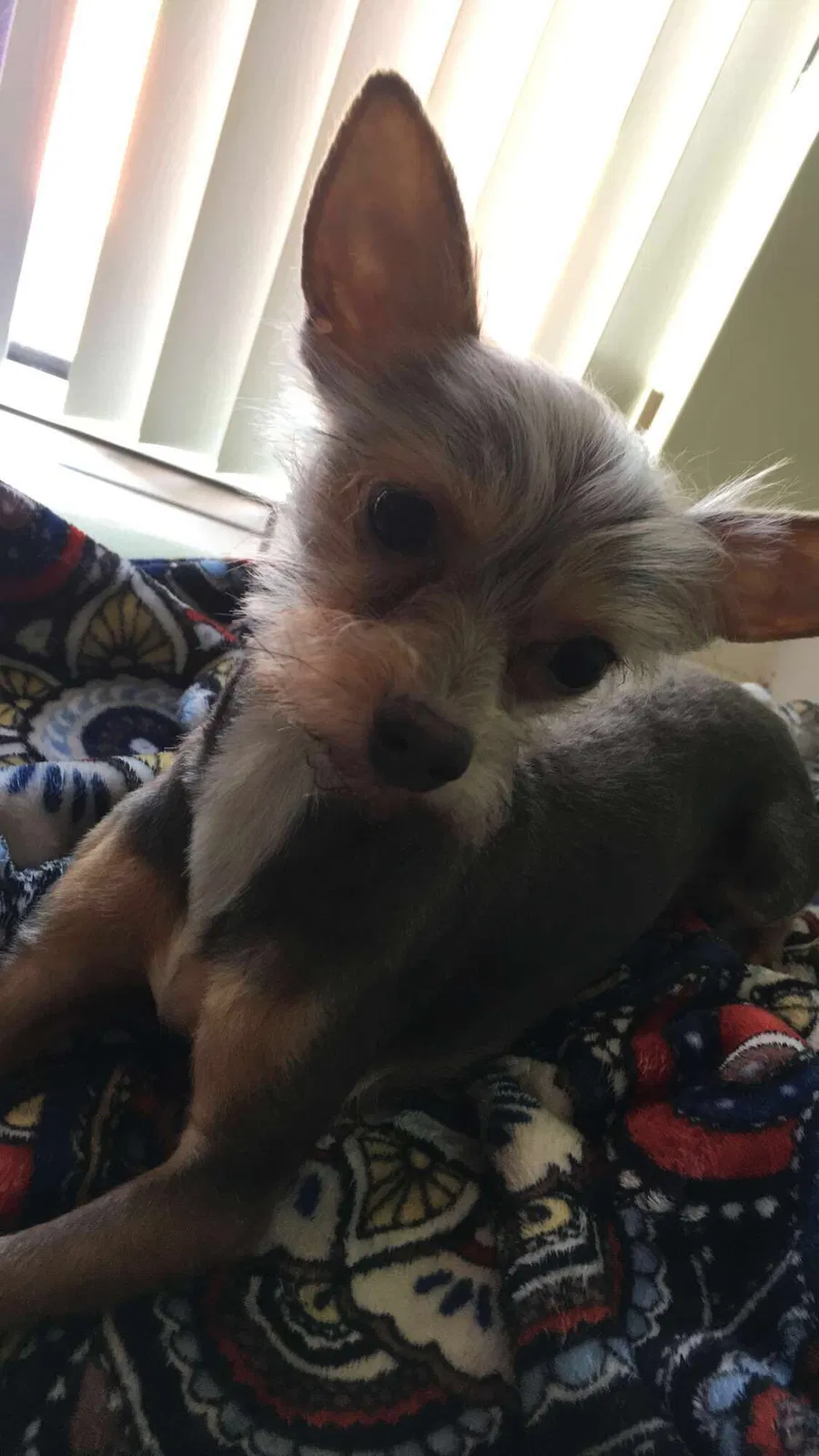 Lost dog in Homestead, FL, 33032