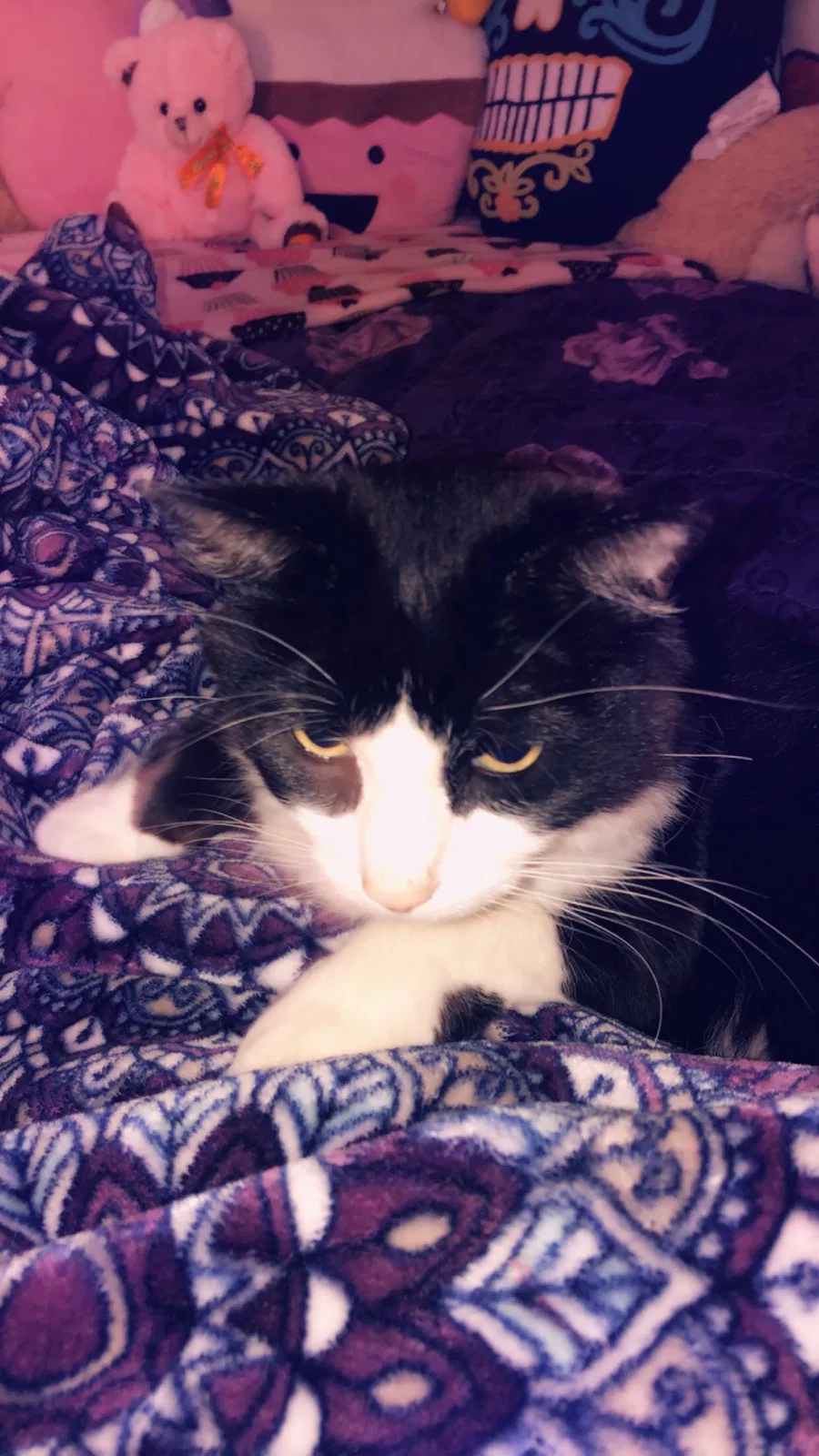 Lost cat in Chula Vista, CA, 91913