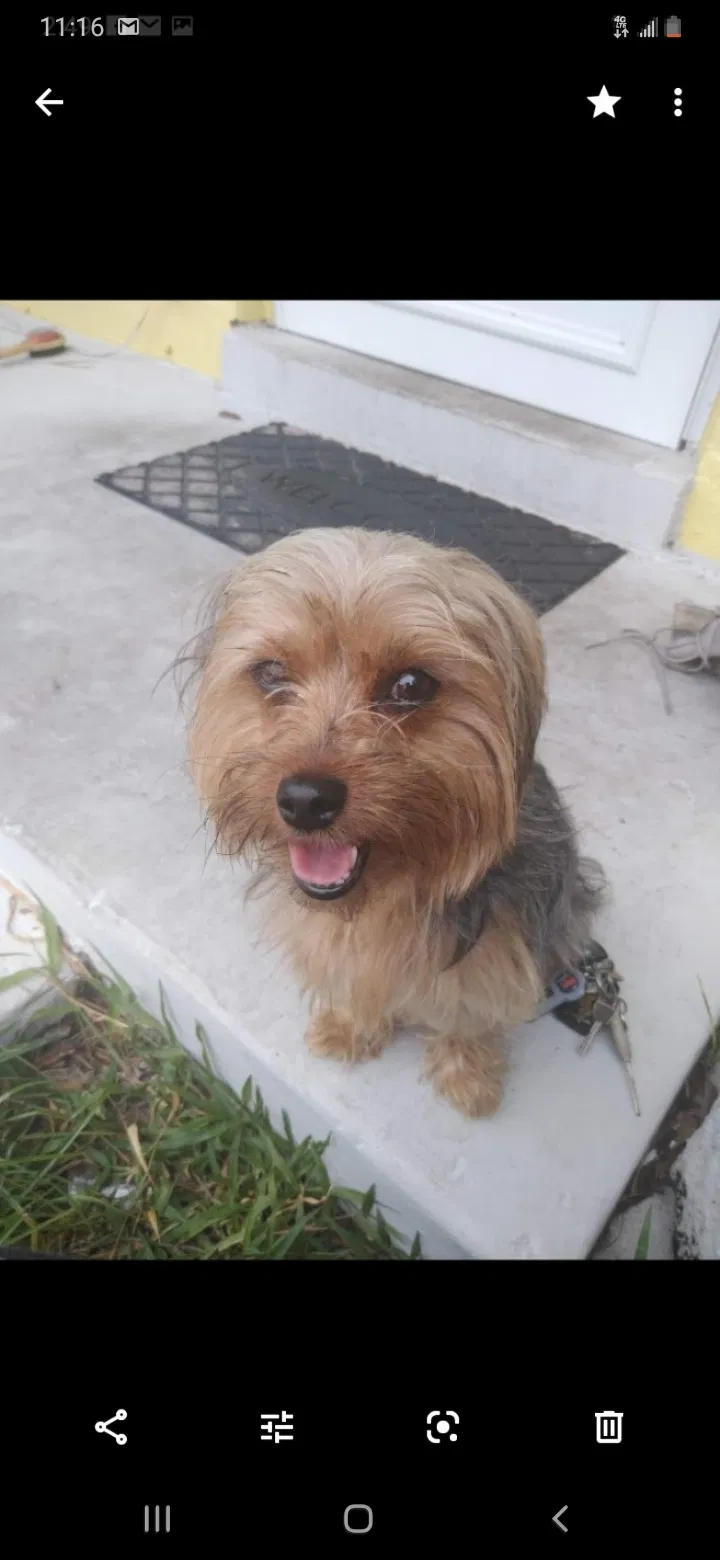 Lost dog in Orlando, FL, 32806