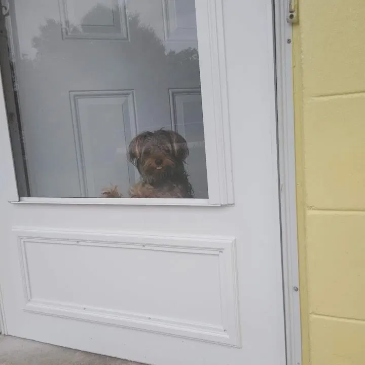 Lost dog in Orlando, FL, 32806