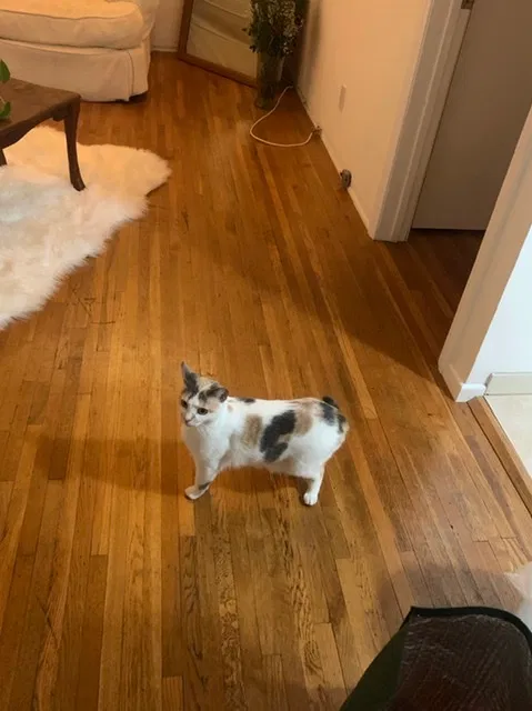 Lost cat in San Marcos, CA, 92078