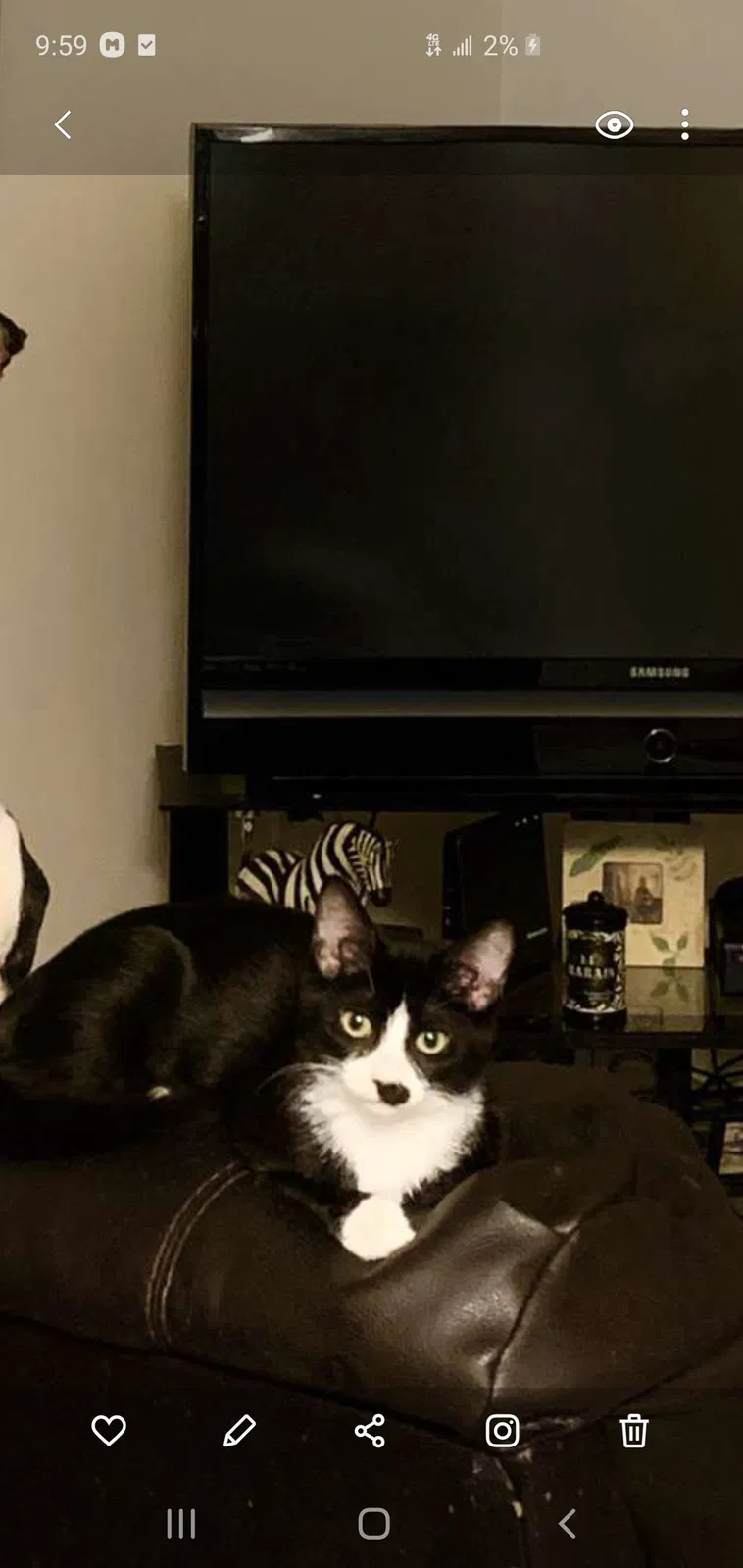 Lost cat in Clermont, FL, 34714