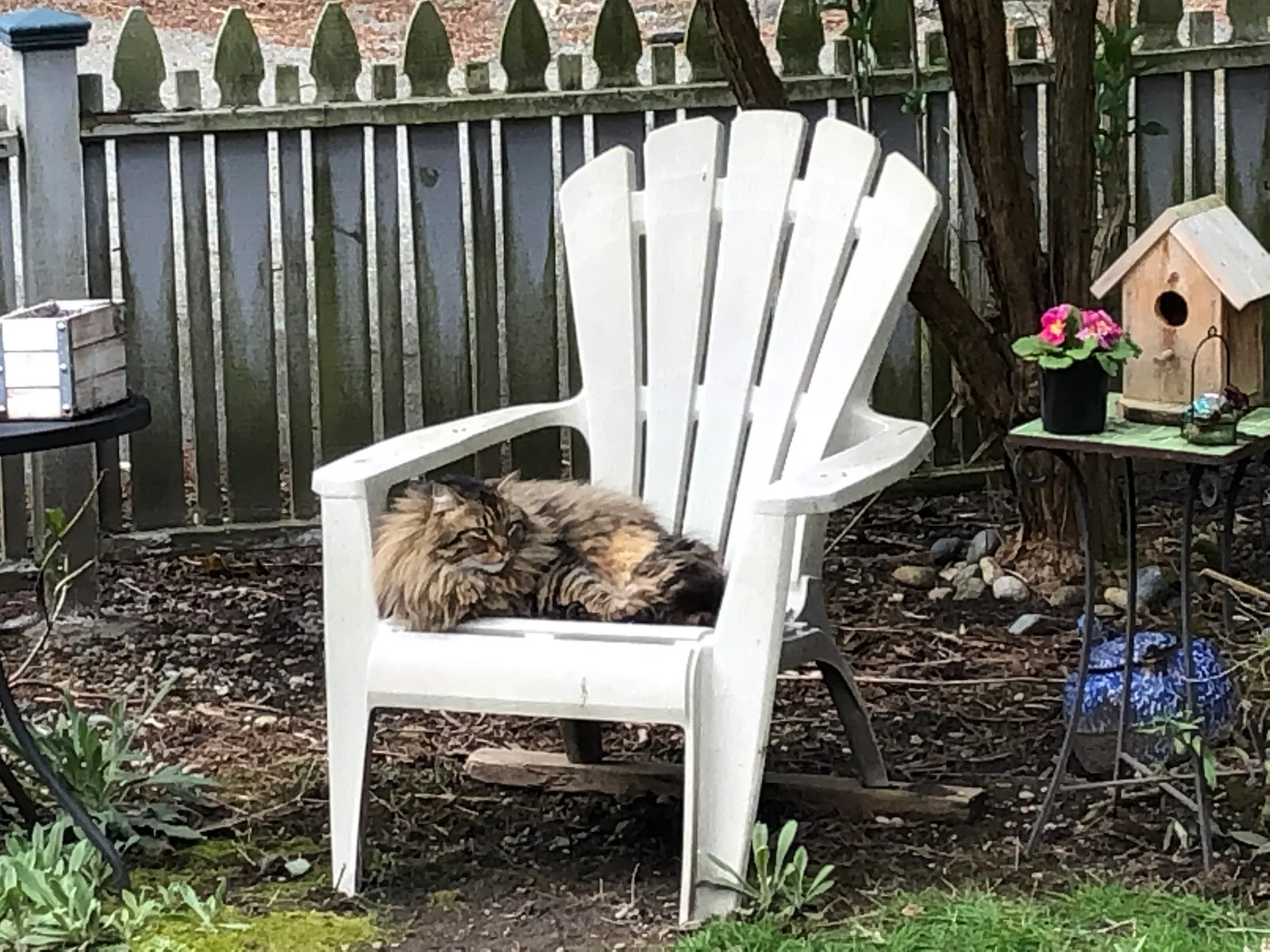 Lost cat in Seattle, WA, 98155