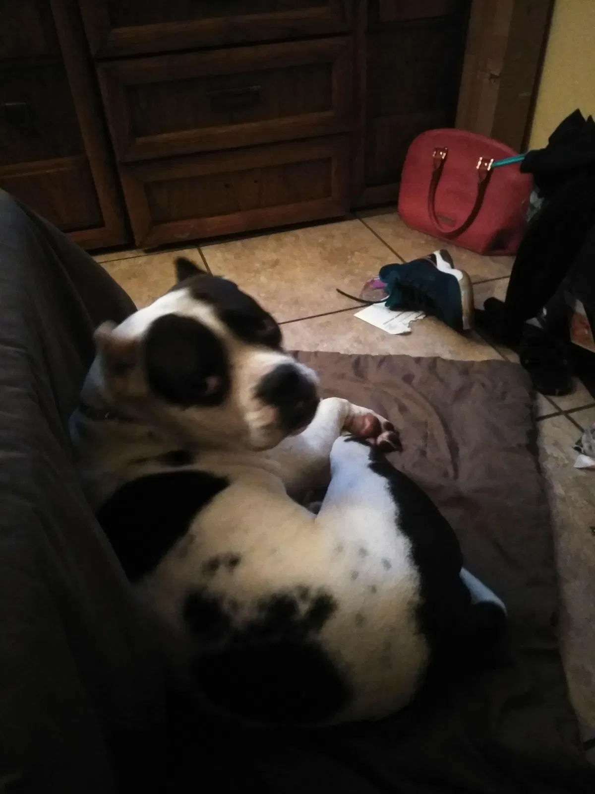 Lost dog in Orlando, FL, 32806