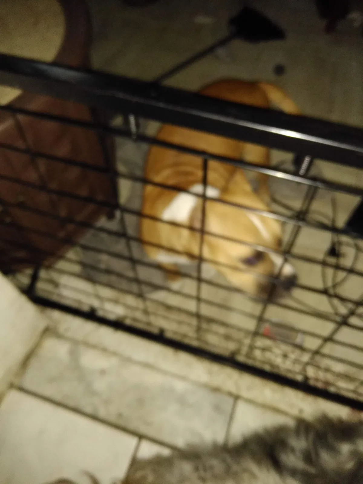 Lost dog in Orlando, FL, 32806