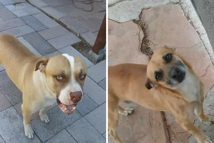 Lost dog in Tucson, AZ, 85713