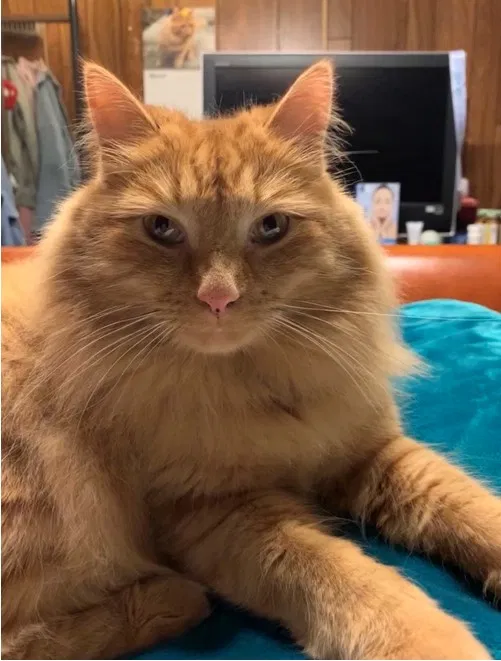 Lost cat in Santa Clara, CA, 95054