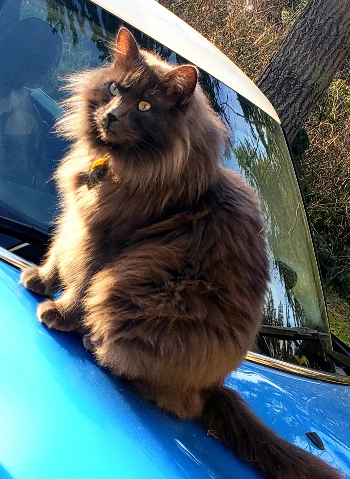 Lost cat in Snohomish, WA, 98296