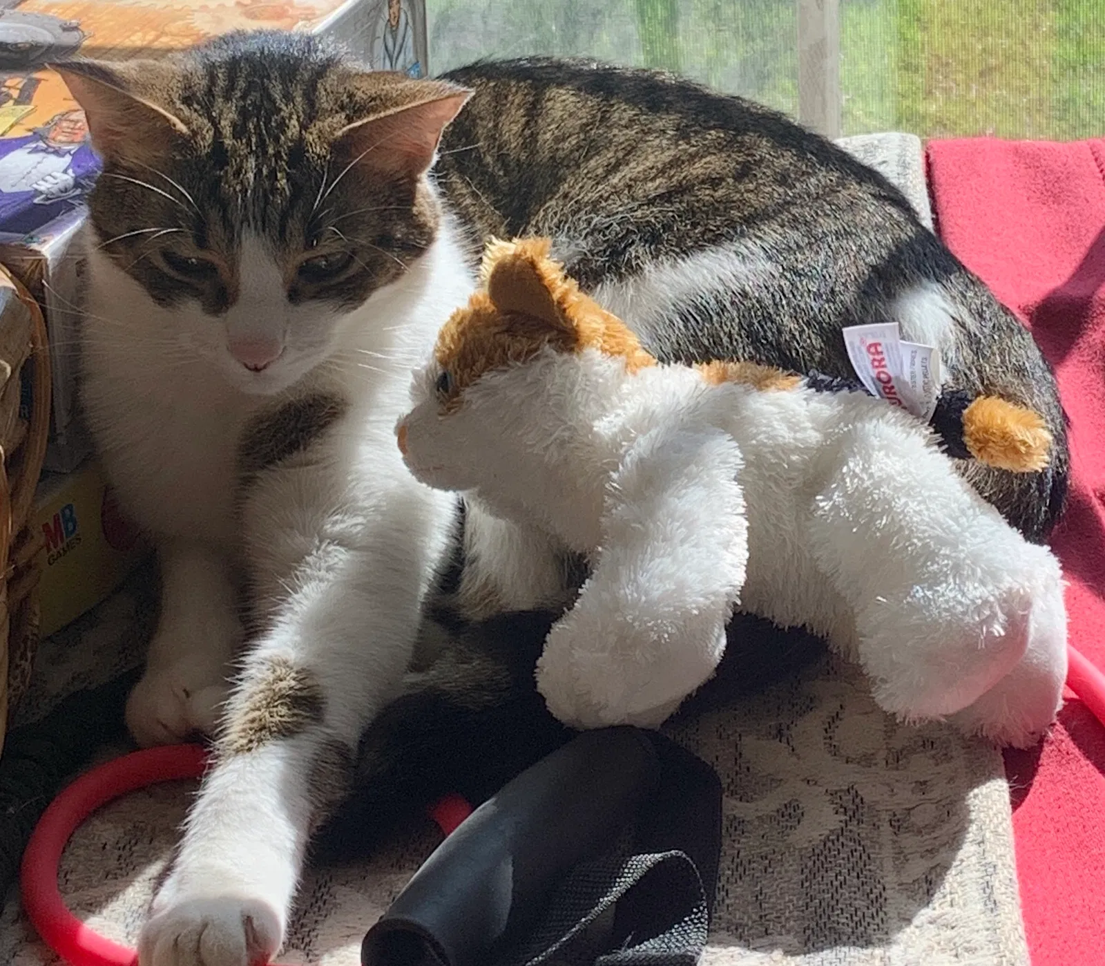 Lost cat in Chapin, SC, 29036