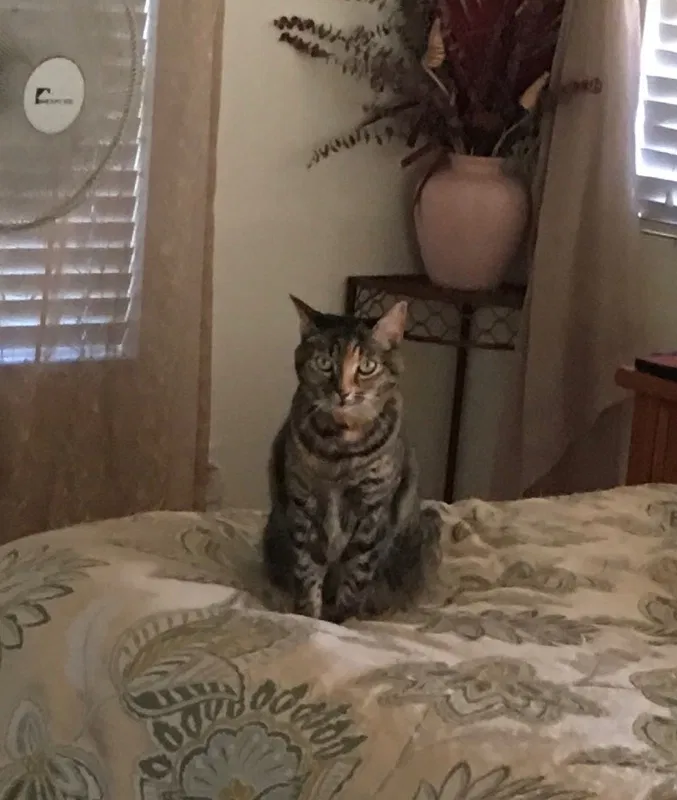 Lost cat in Chula Vista, CA, 91913