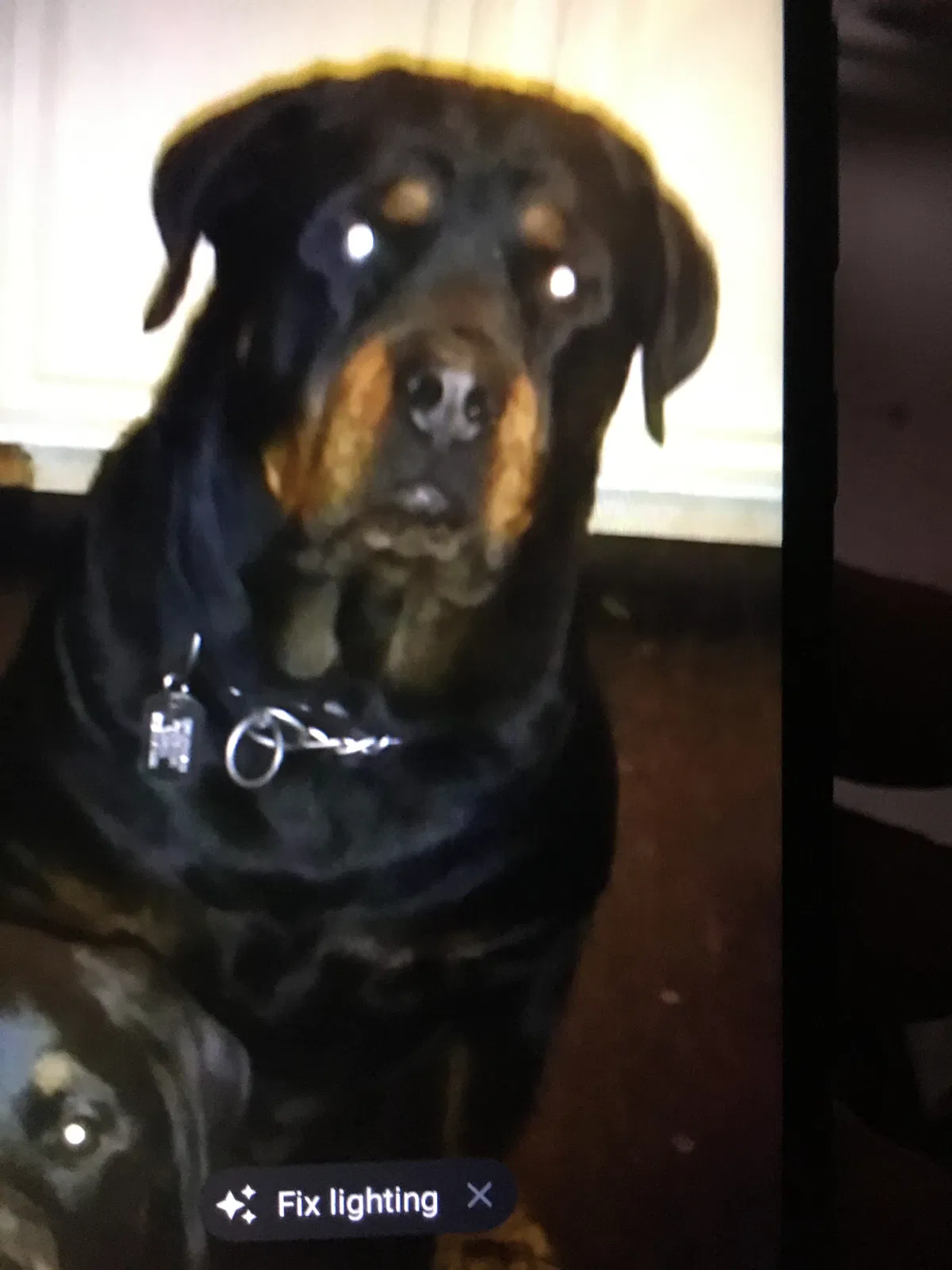Lost dog in Lake Elsinore, CA, 92530