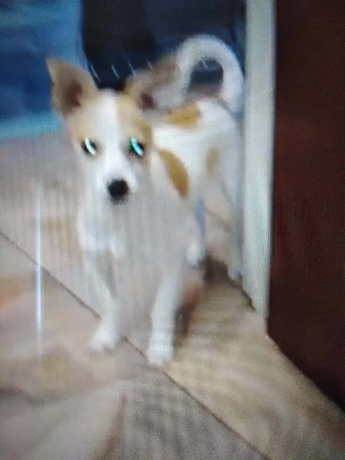 Lost dog in Bakersfield, CA, 93306
