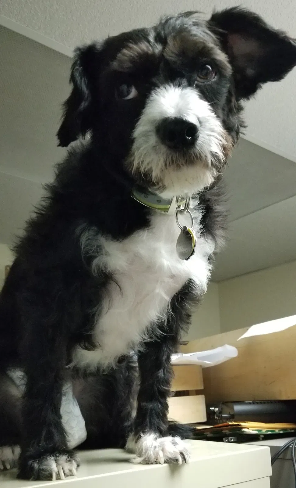 Lost dog in Hammond, IN, 46323
